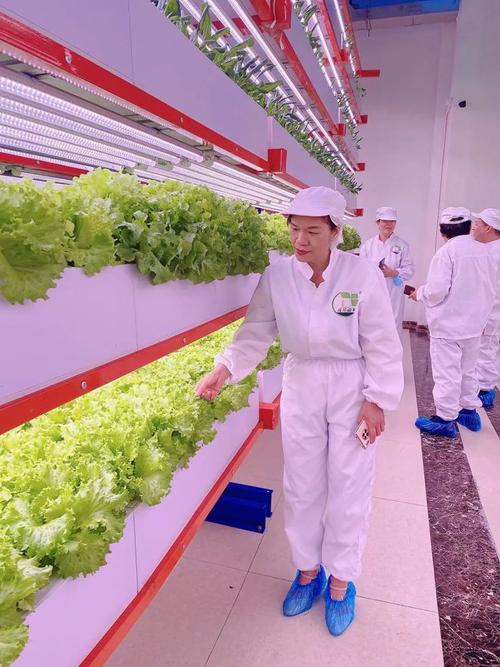 技术研究院新型智慧蔬菜工厂日前,深圳前海蔚蓝网络文化传媒